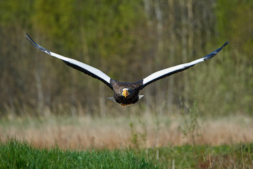 Fototapeta na wymiar Stellers sea eagle (Haliaeetus pelagicus)