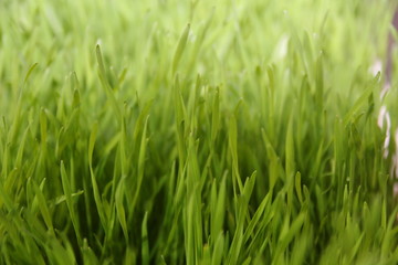 Fototapeta na wymiar Grass background. Green grass texture