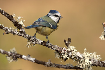 Blue tit. Cyanistes caeruleus