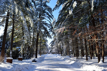 Tree lined, snow-plowed road after ice-storm