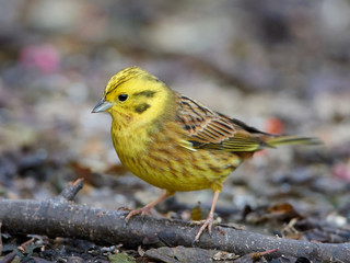 Yellowhammer (Emberiza citrinella)