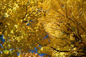 Maple tree fall foliage