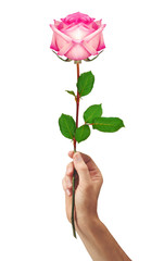 pink rose flower in hand men isolated on a white background