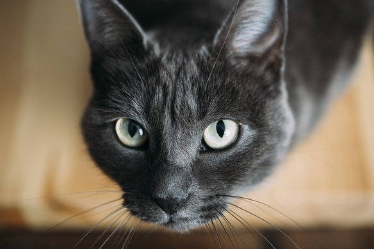 Close-up portrait of black cat