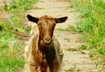 Goat Visit meadows