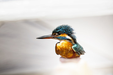 Martin pescador,Alcedo atthis, en fondo blanco