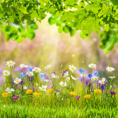 Fototapeta premium Spring Floral Meadow