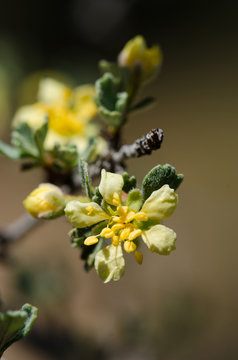 Purshia Tridentata Flower