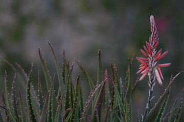 aloe in garden orange bloom flower