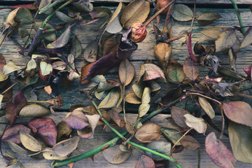 dry leaves roses on a wooden background