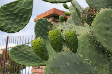 Big cactus with three green fruits. One of the symbols of Sicily. Opuntia ficus-indica (Fichi di India). Tindari. Sicily