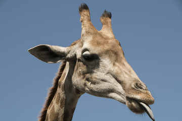 giraffe head tongue out licking