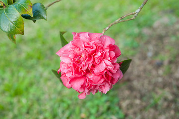 Close up photography of a red Rhodrodendron arborea blossom