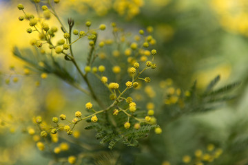fleur de mimosas