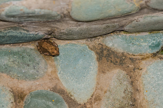 kleiner frosch von oben