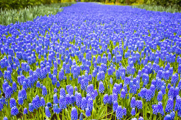 Obraz premium Spring flowers (muscari) in the Keukenhof garden, Netherlands 