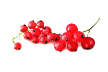 branch red Currant on white background 