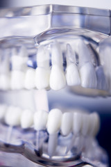 Dentists dental teeth model