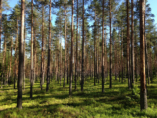 Scenic forest in summer day
