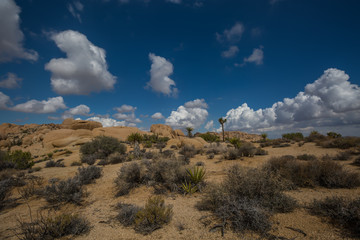 Naklejka premium Desert