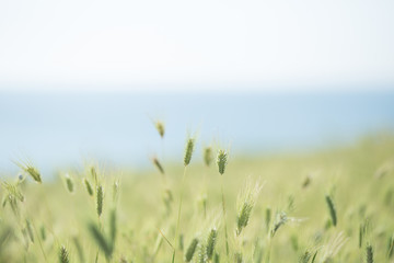green spikelets on a green field close-up texture background copyspace