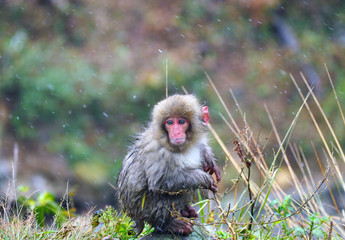 Snow monkey baby in the snow