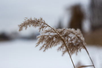 цветы рогоза, засыпанные снегом, зимой. © drweblitlyba