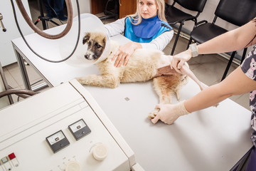Doctor examining dog in x-ray room.