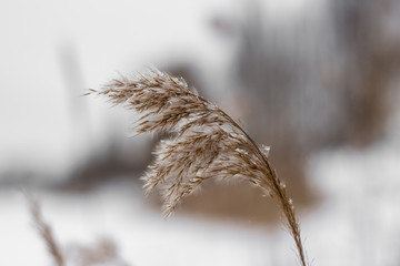 цветы рогоза, засыпанные снегом, зимой. © drweblitlyba