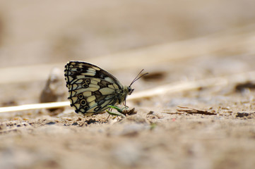 Fototapeta na wymiar Melanargia galathea. Marbled white butterfly in natural habitat., Butterfly on the ground. 