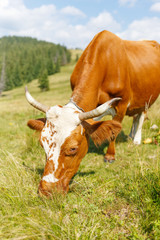 Brown cow grazing on mountain meadow with green grass