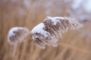 цветы рогоза, засыпанные снегом, зимой. © drweblitlyba