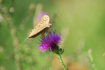 Argynnis pandora - Cardinal cloak butterfly on a flower in meadow with a green background