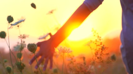 Beautiful young woman walking on field with wildflowers, enjoying nature outdoors. Slow motion 240 fps. High speed camera. Full HD 1080p video footage