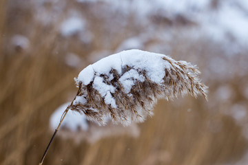 цветы рогоза, засыпанные снегом, зимой. © drweblitlyba