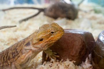 iguana