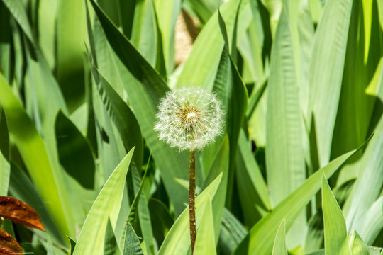 Dandelion seed head in front of sharp green leaves