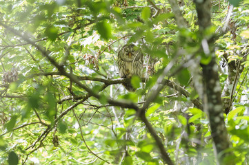 Barred Owl Corkscrew Swamp