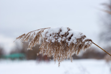 цветы рогоза, засыпанные снегом, зимой. © drweblitlyba