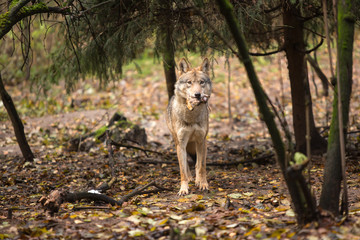 Obraz premium Portrait of a wolf in autumn forest