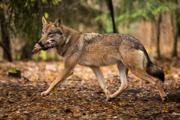 Portrait of a wolf in autumn forest