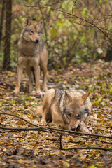 Portrait of a wolf in autumn forest