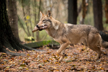 Portrait of a wolf in autumn forest