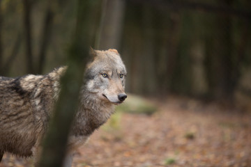 Portrait of a wolf in autumn forest