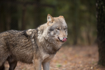 Portrait of a wolf in autumn forest