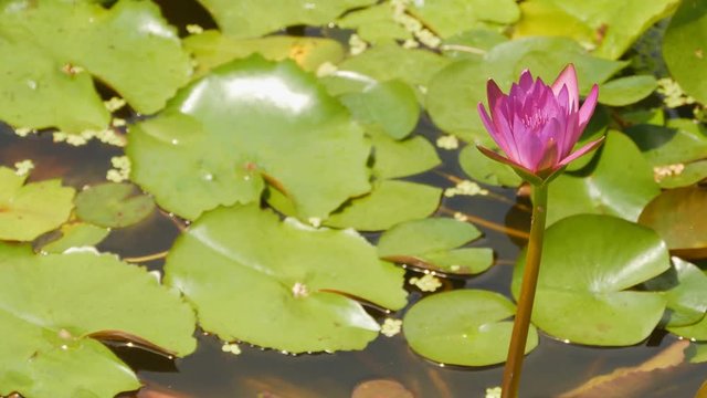 Purple pink water Nymphaea in a pond with a fountain. Water garden. Beautiful flower. Vietnam.