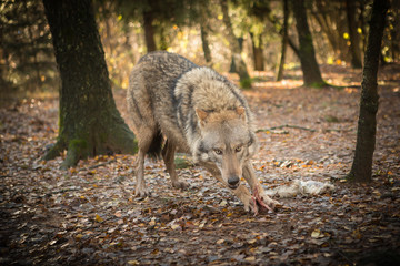 Portrait of a wolf in autumn forest