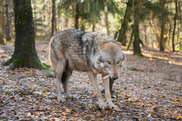 Portrait of a wolf in autumn forest