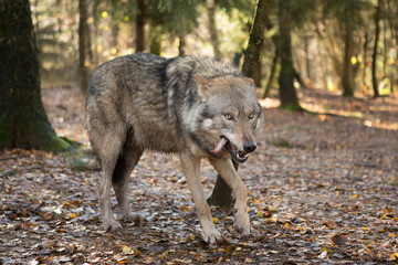 Portrait of a wolf in autumn forest