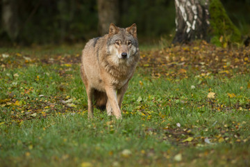 Naklejka na ściany i meble Portrait of a wolf in autumn forest